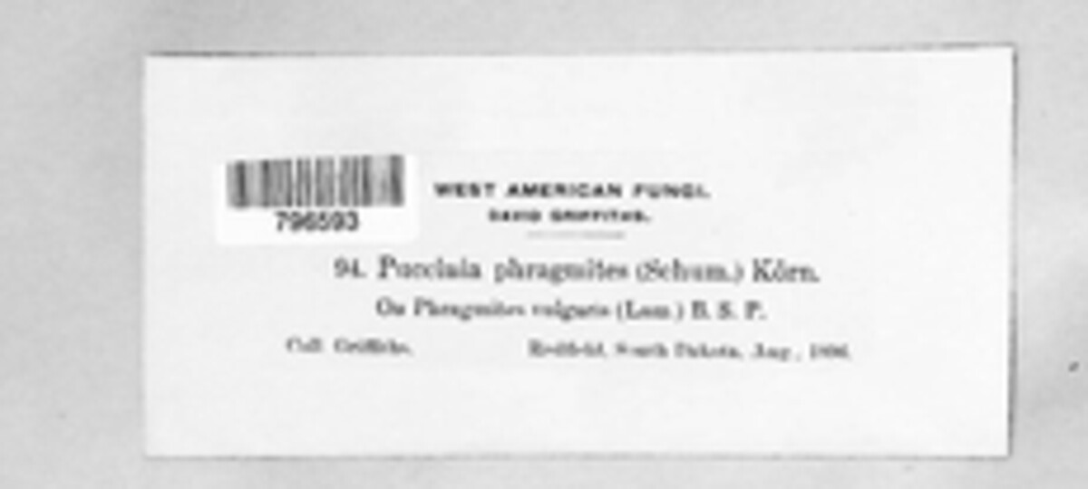 Puccinia phragmitis image